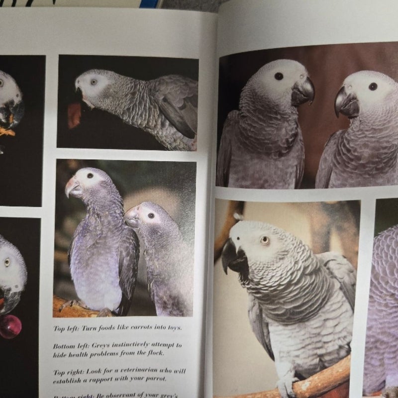 African Gray Parrots