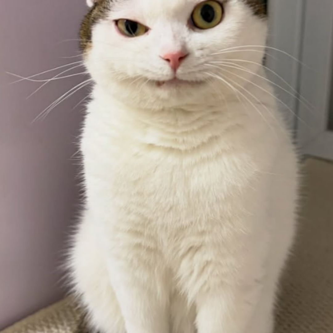 Attack on Titan Omnibus 12 (Vol. 33-34)