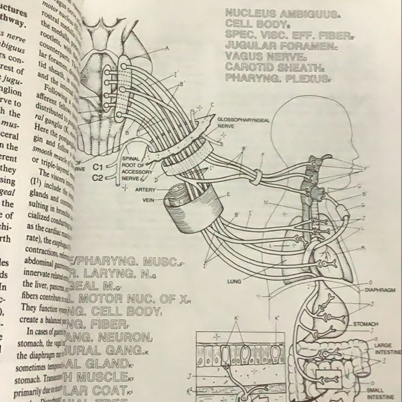 The Human Brain Coloring Book