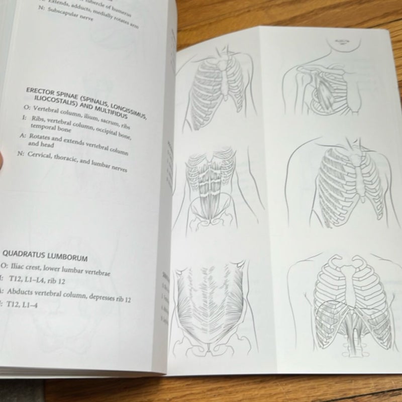 Anatomy Coloring Book