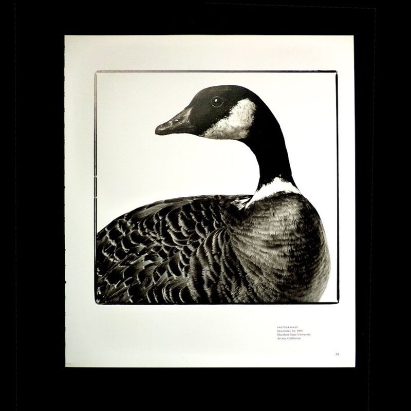 Aleutian Canada Goose Endangered Animals Book Art to Frame Gift Nature Photography