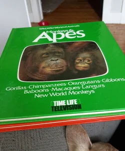 Monkeys and apes
