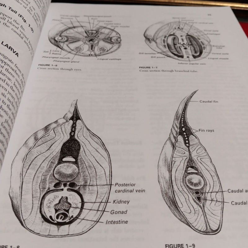 Atlas and Dissection Guide for Comparative Anatomy