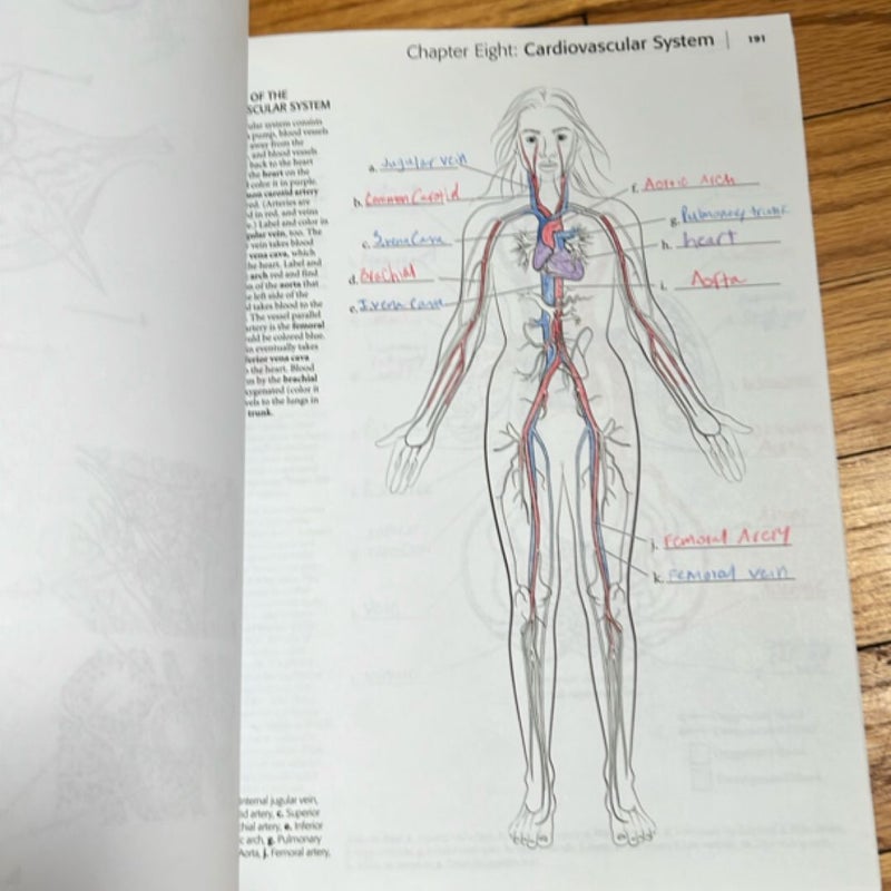 Anatomy Coloring Book