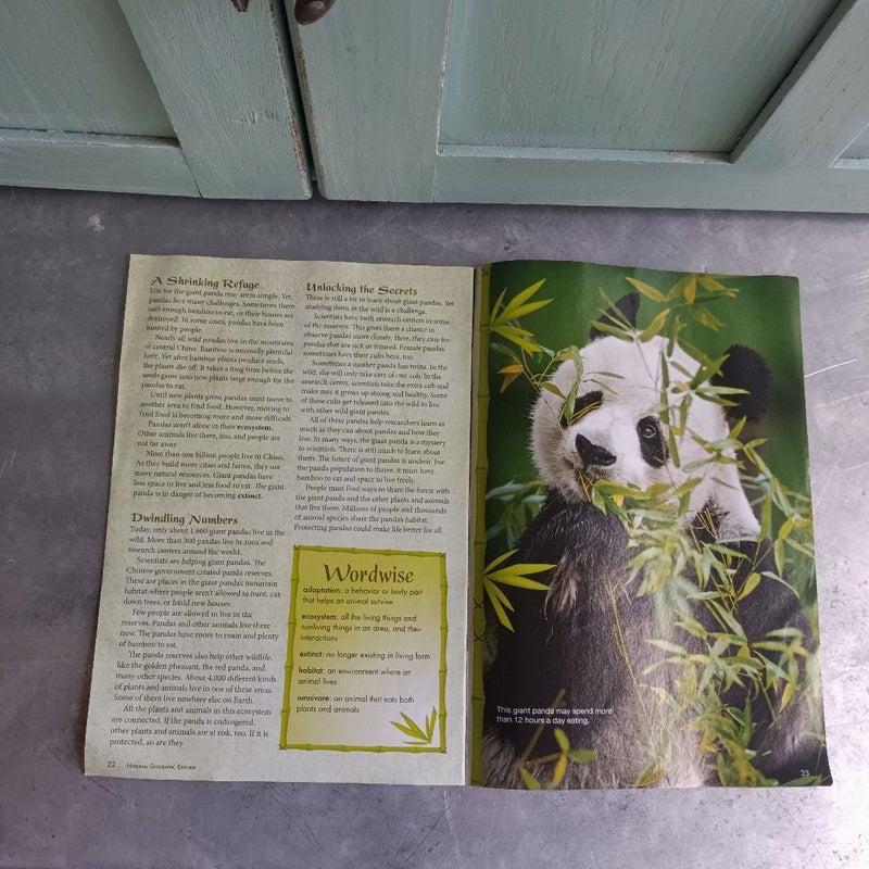 Explorer - Panda Mania