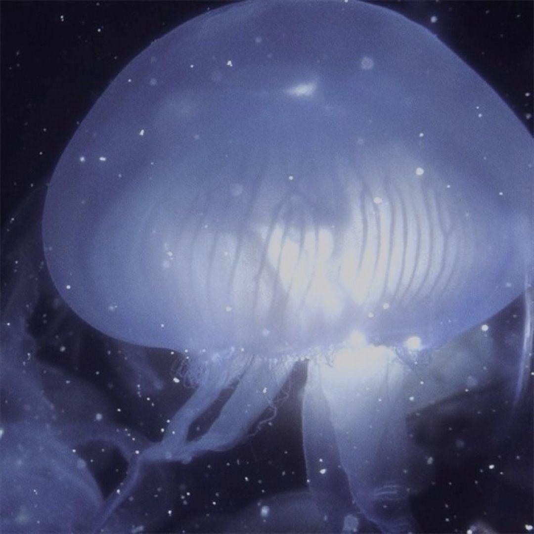 moonjelly