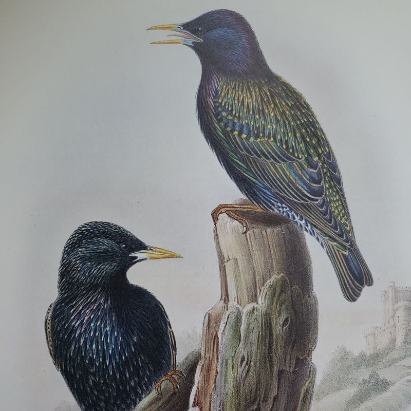 John Gould's Birds of Europe