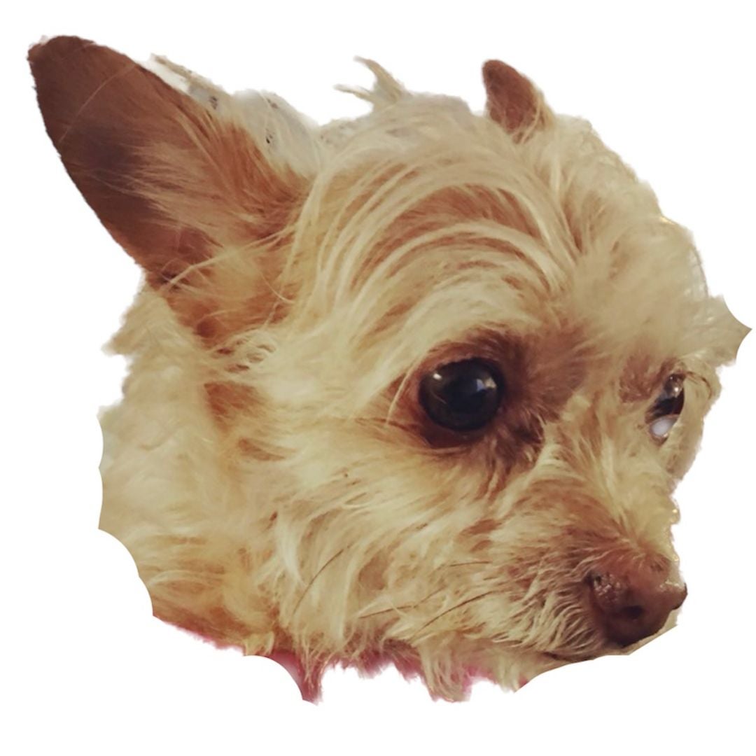 Mykidshavefur
