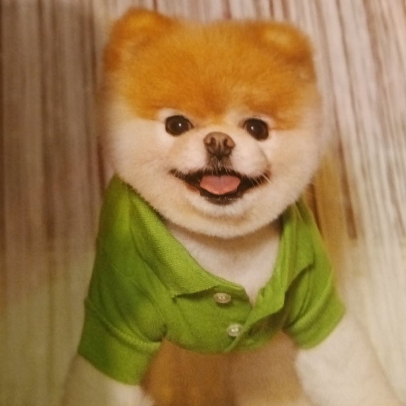 Boo: Little Dog in the Big City