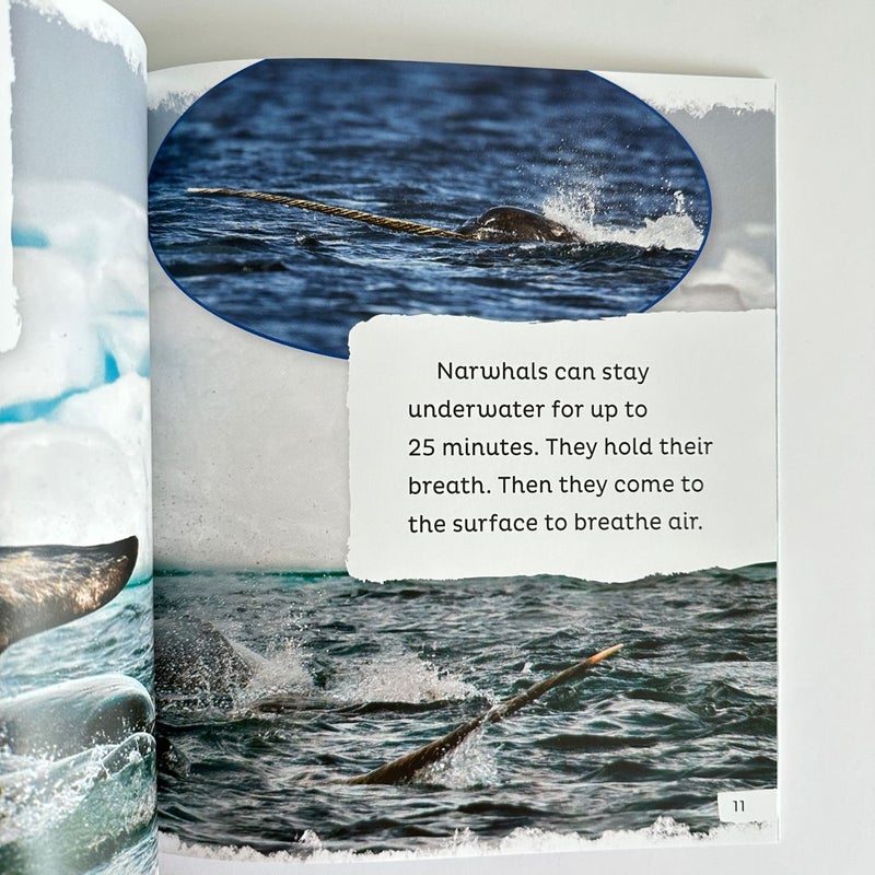 Narwhals are Awesome