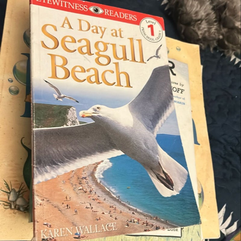 A Day at Seagull Beach