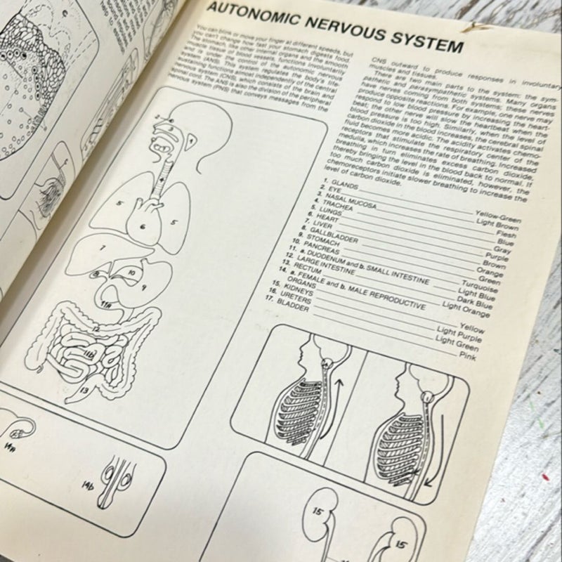 Human Anatomy