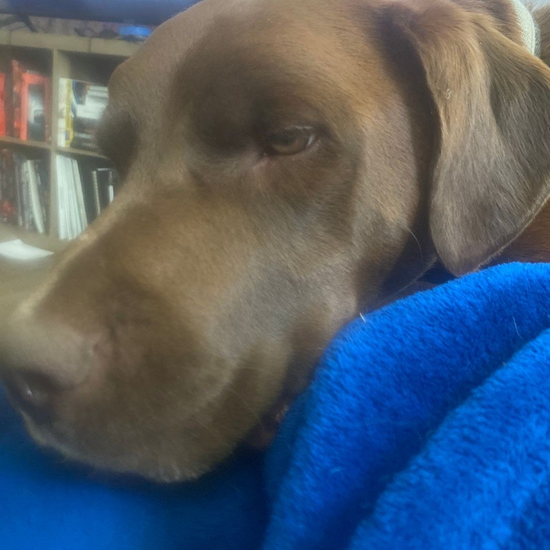 Brown Dog Books
