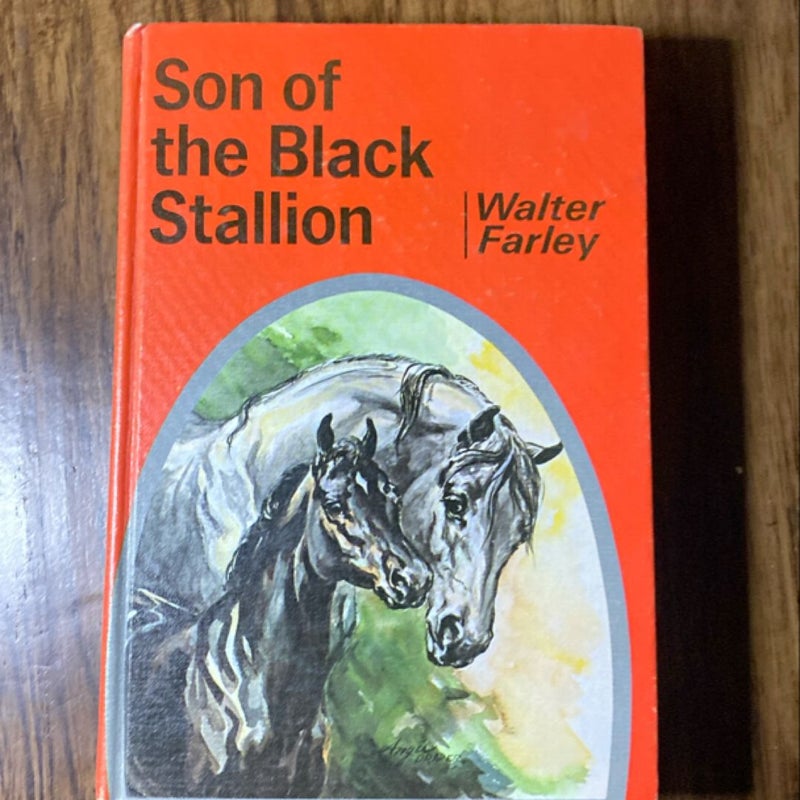 Son of the Black Stallion