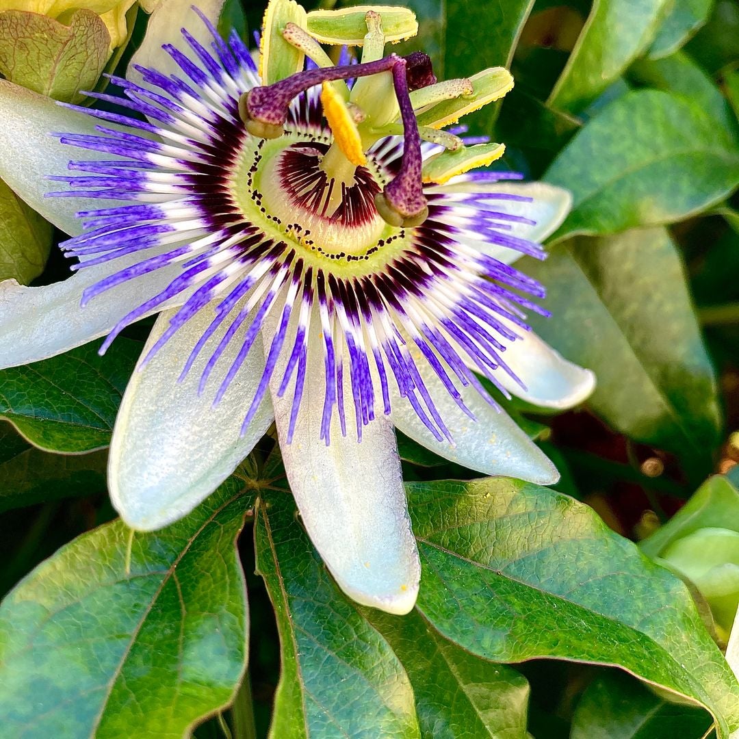 Cosmo01