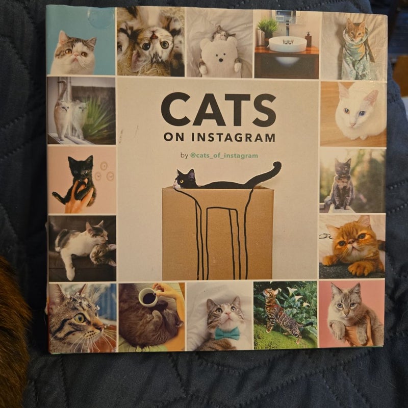 Cats on Instagram