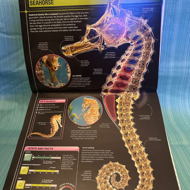 Super Shark Encyclopedia