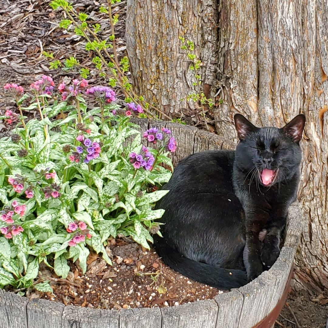 BlackCatBooks