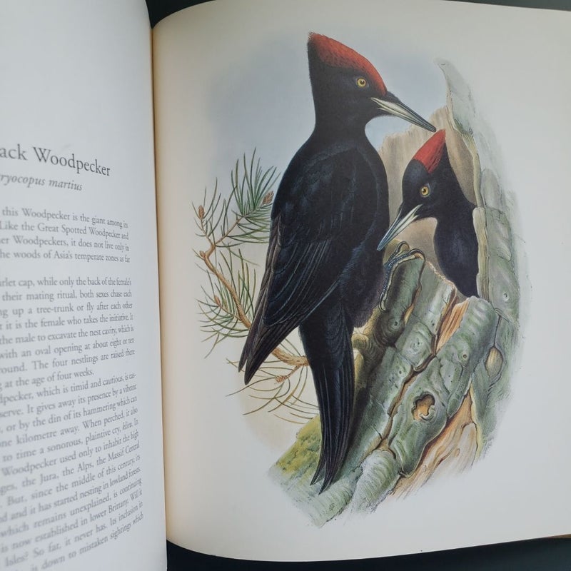 John Gould's Birds of Europe