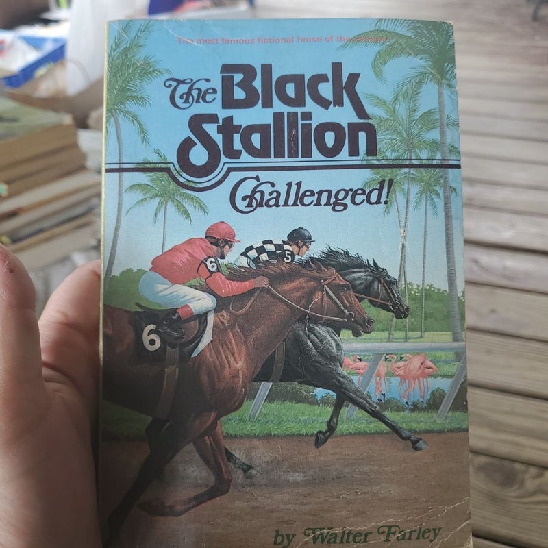 The black stallion 