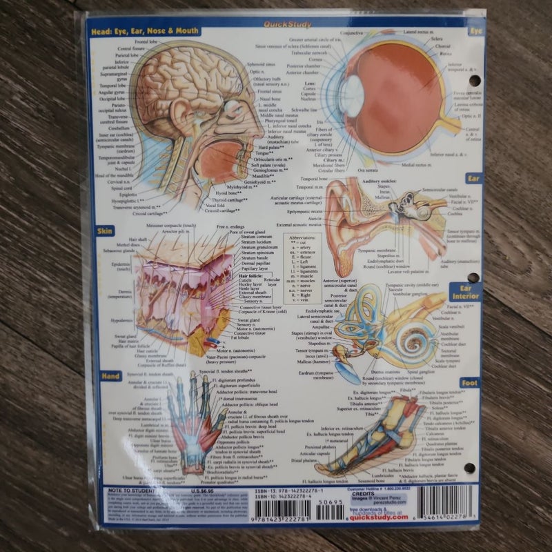 Anatomy - Reference Guide (8. 5 X 11) by Vincent Perez