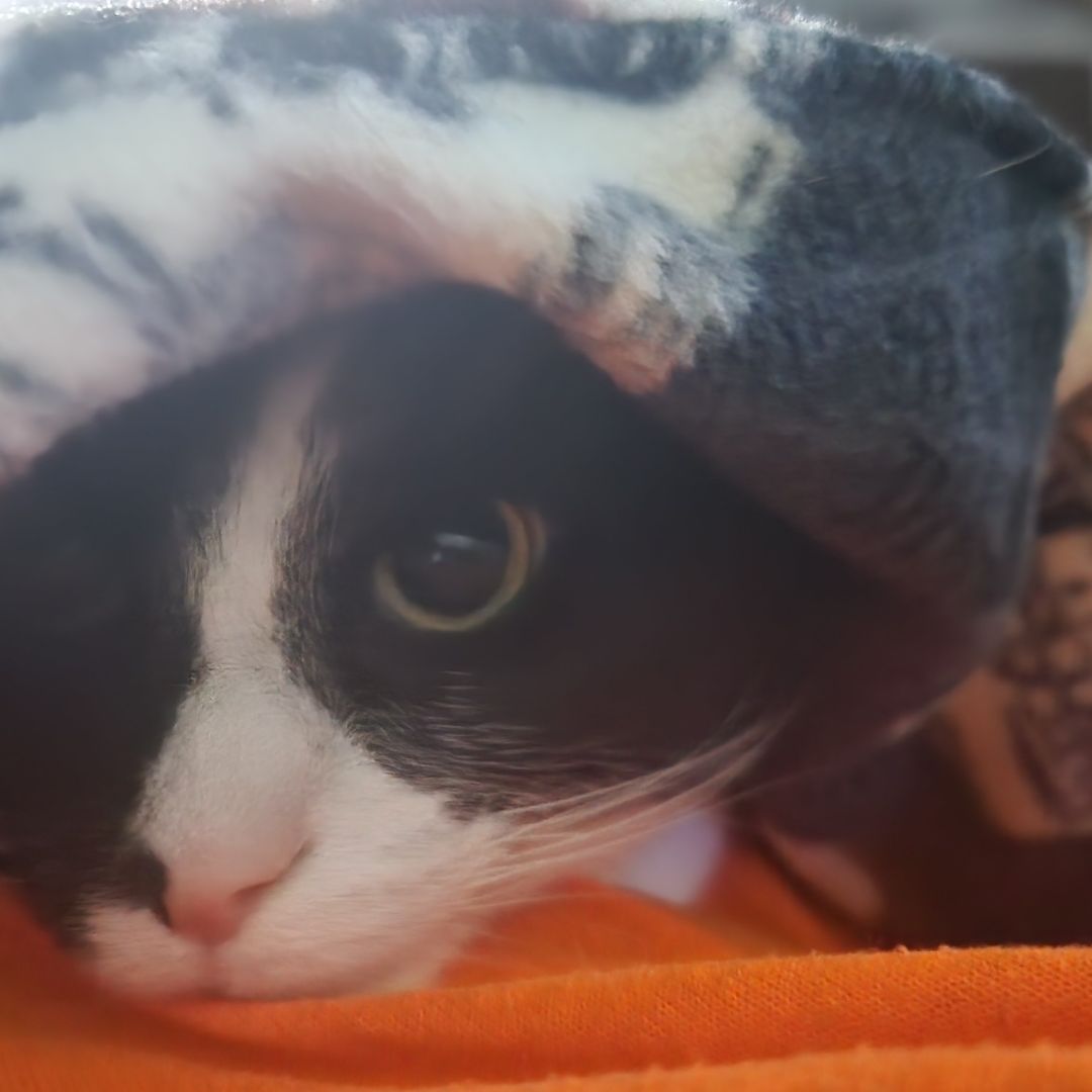 Jack's Purrfect Picks