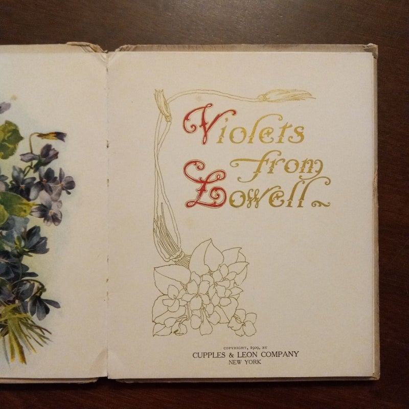 Violets from Lowell