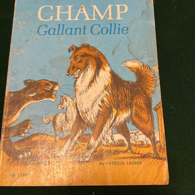 Champ Gallant Collie