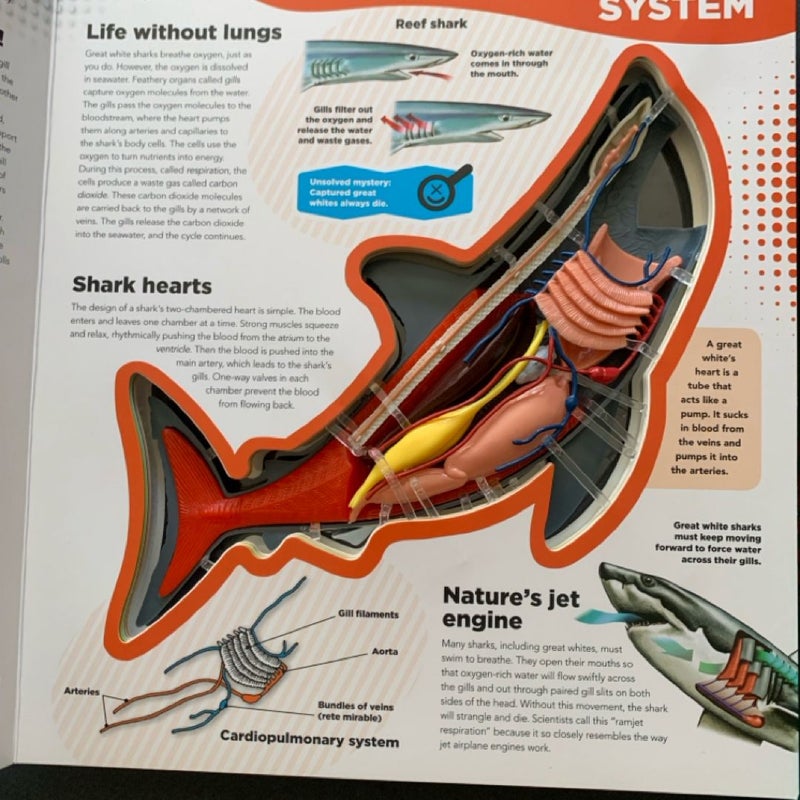 Uncover a shark Explore a Frog Elementary science anatomy 