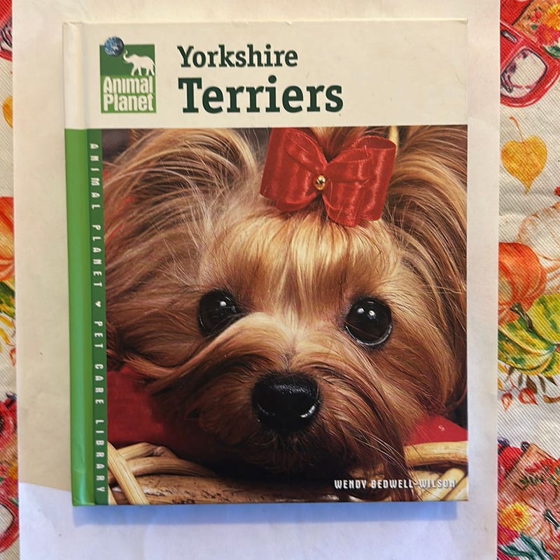 Yorkshire Terriers