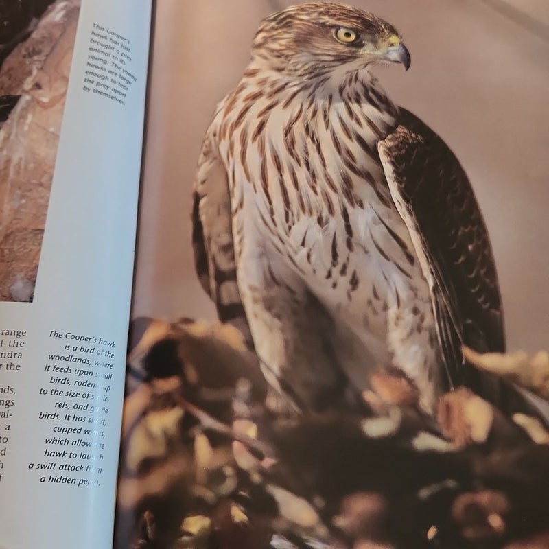BIRDS OF PREY 