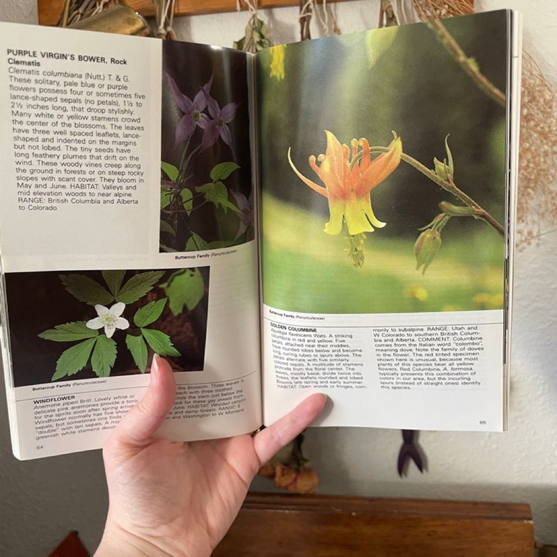 Forest Wildflowers