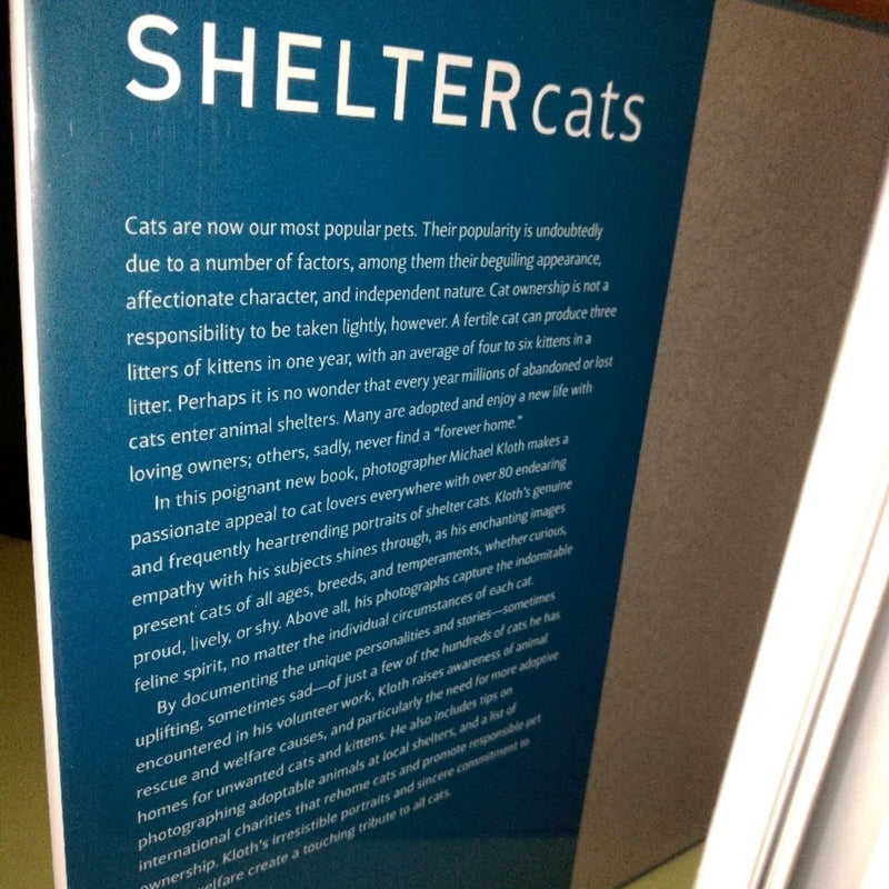 Shelter Cats