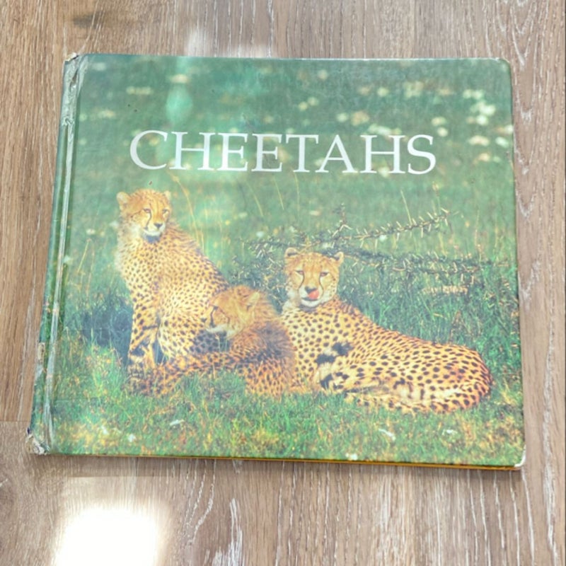 Cheetahs 