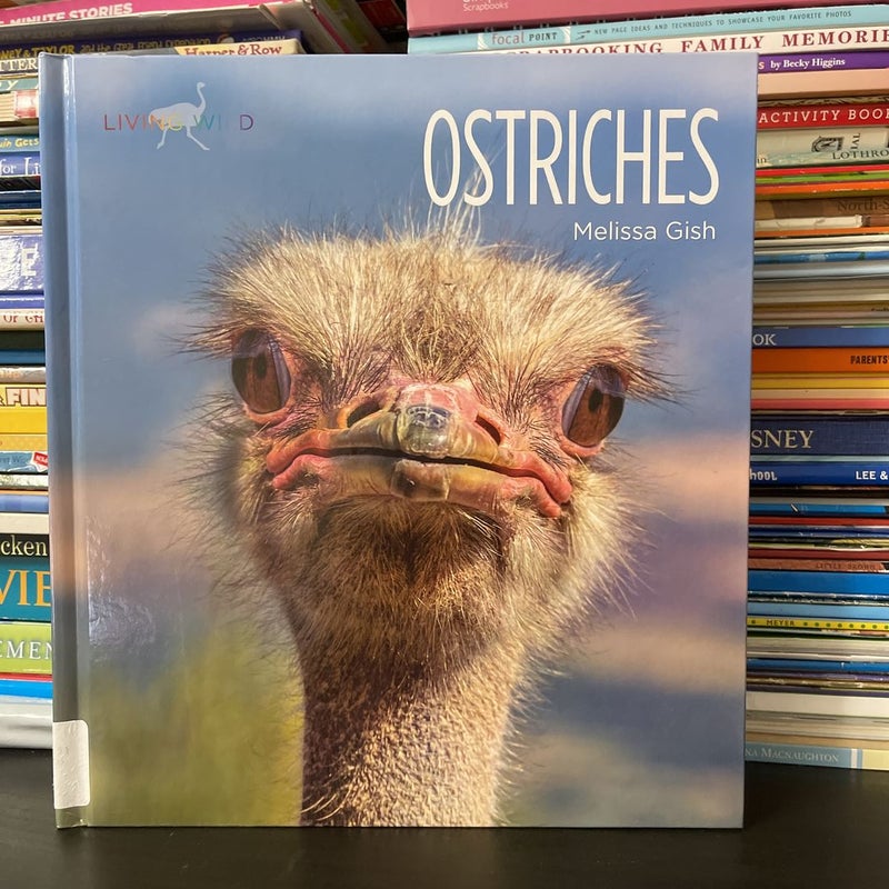 Ostriches