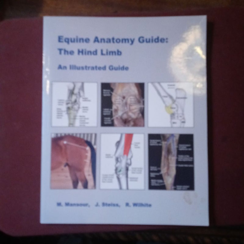 Equine Anatomy Guide by Mahmoud Mansour, Paperback Pangobooks