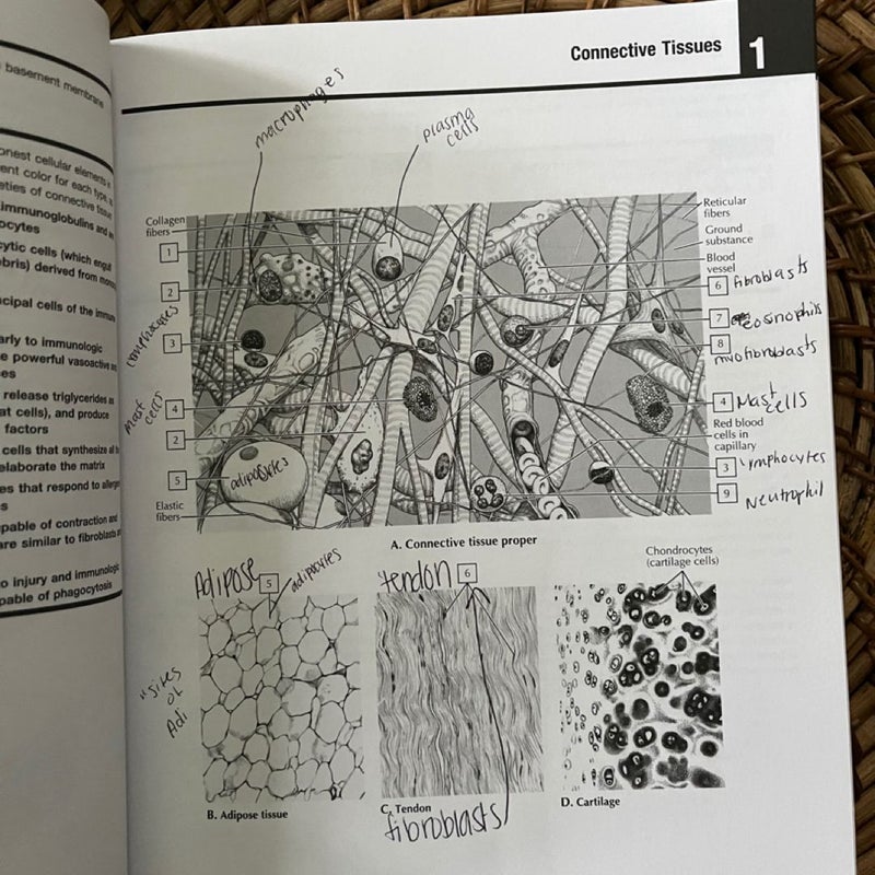 Netter's Anatomy Coloring Book Updated Edition