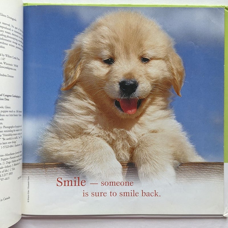 Pet Adoption Book Bundle Lot Of 4 