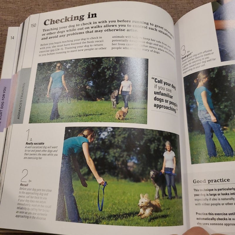 The Beginner's Dog Training Guide