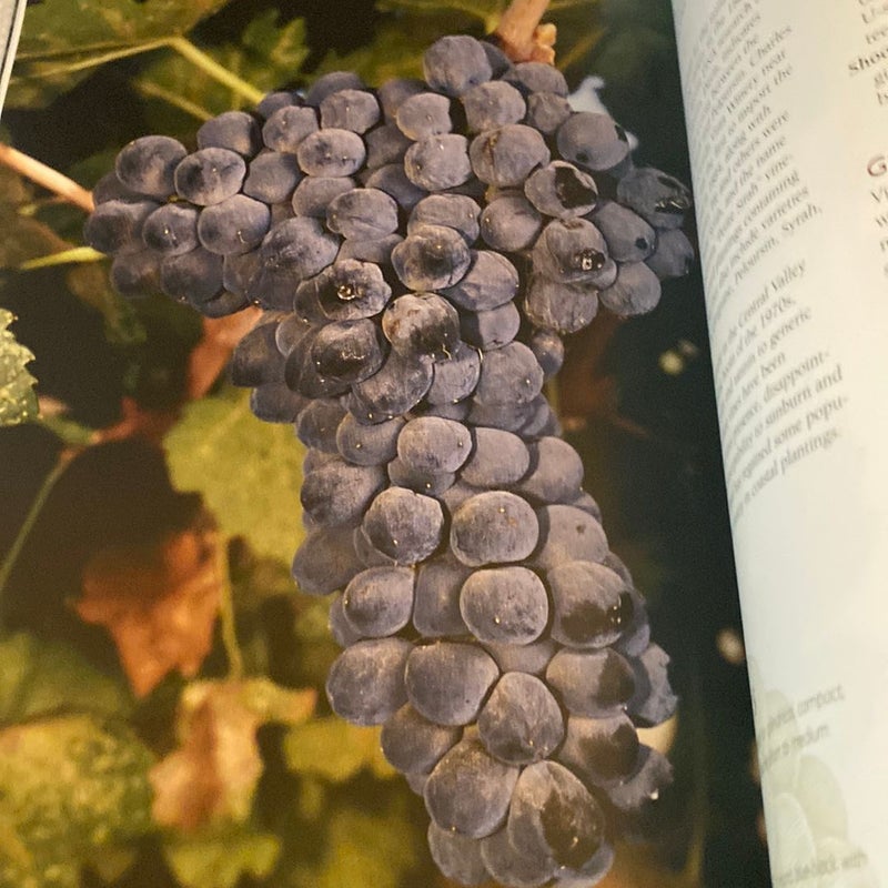 Wine Grape Varieties in California 