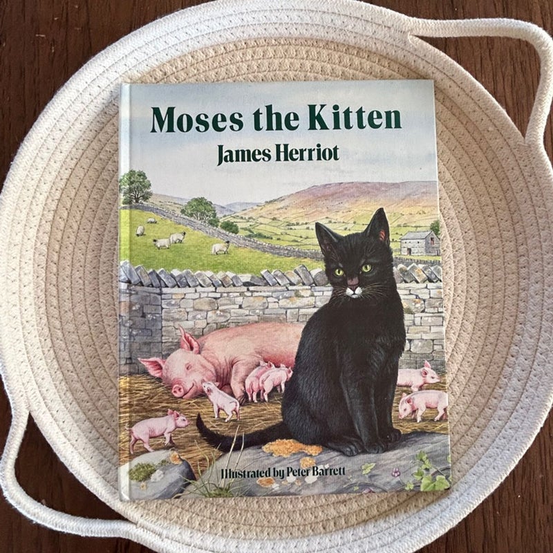 Moses the Kitten