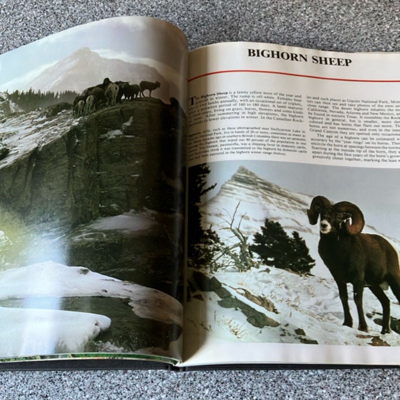 Wildlife of North America 