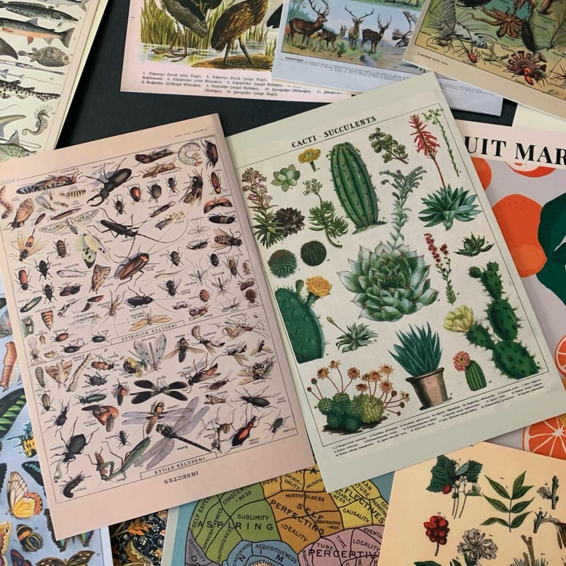 Retro Botanical and Animal Kingdom Print Wall Collage Art Kit - New!