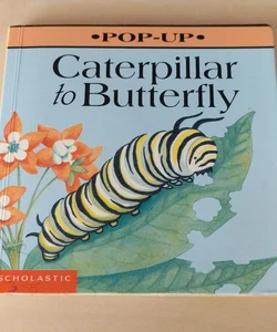 Caterpillar to Butterfly 