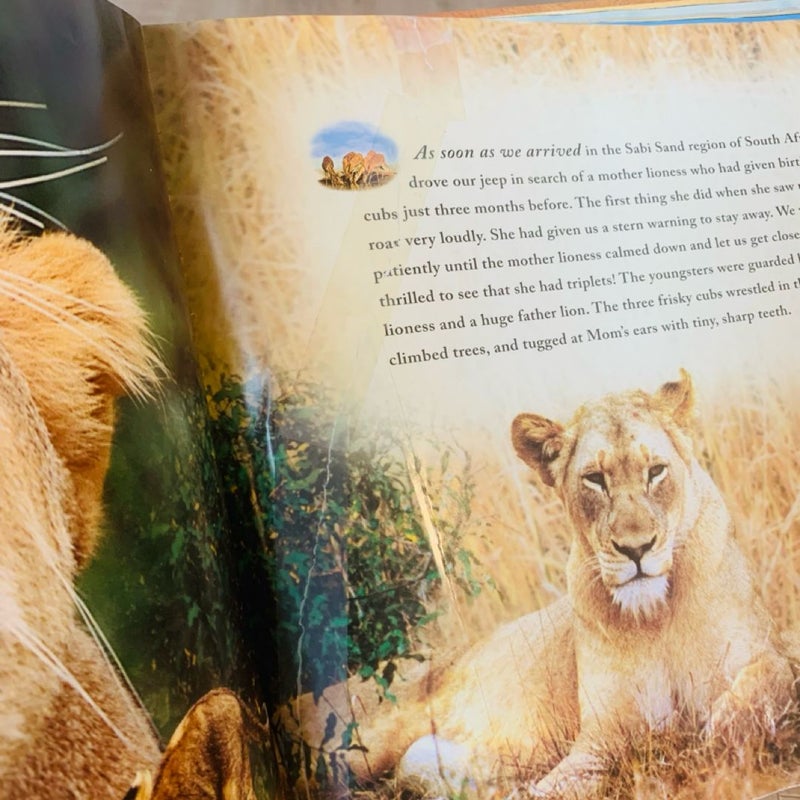 African Critters
