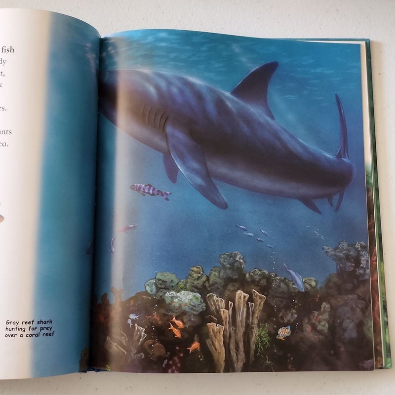The Best Book of Sharks
