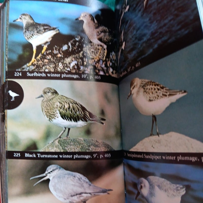 North American Birds