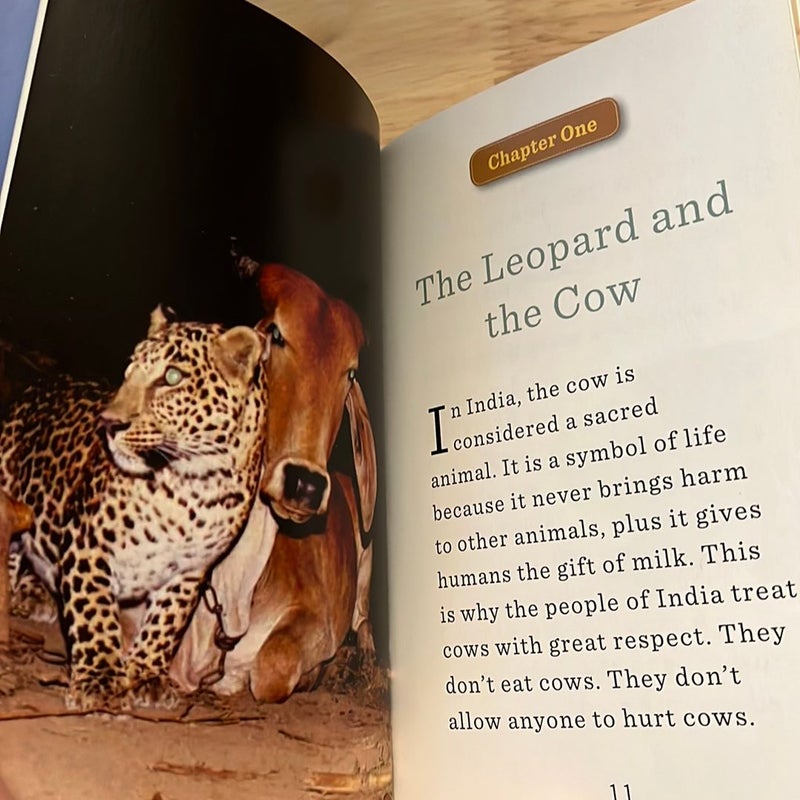 Unlikely Friendships for Kids: the Leopard and the Cow