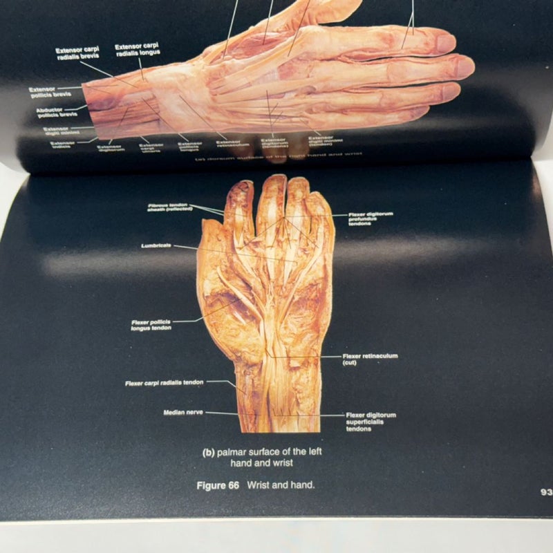 A Brief Atlas of the Human Body