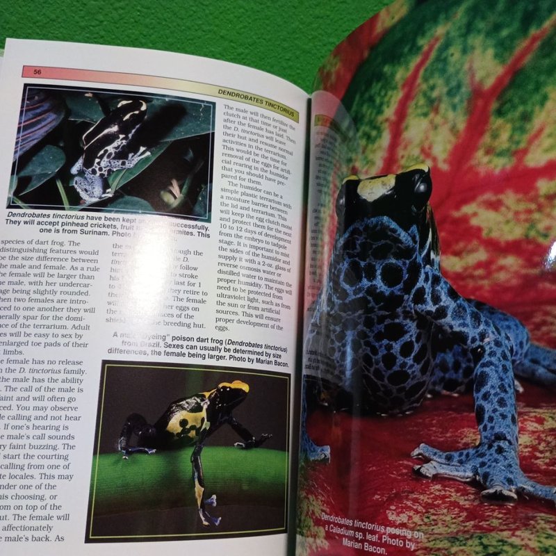 Poison Dart Frogs by William Samples